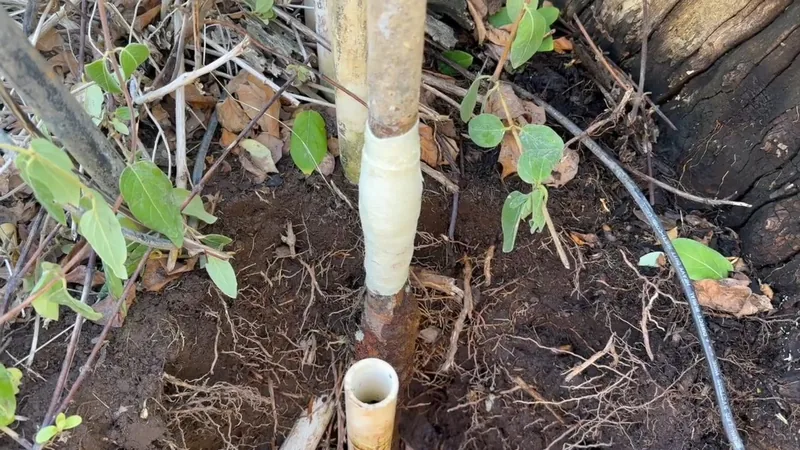 A pipe wrapped in white tape rising from dark soil among roots, with a short white pipe and a black line beside it